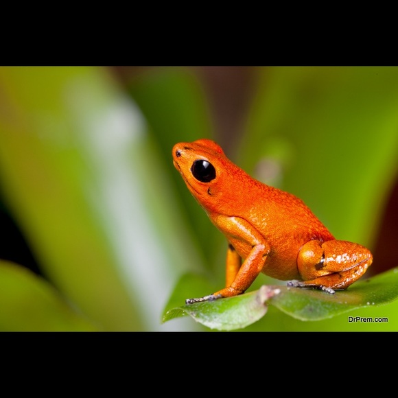 Meet your Posher, Sarah - Picture 1 of 1